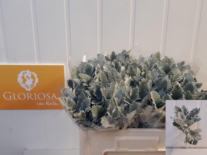 <h4>JACOBAEA SIL ANTONIA</h4>