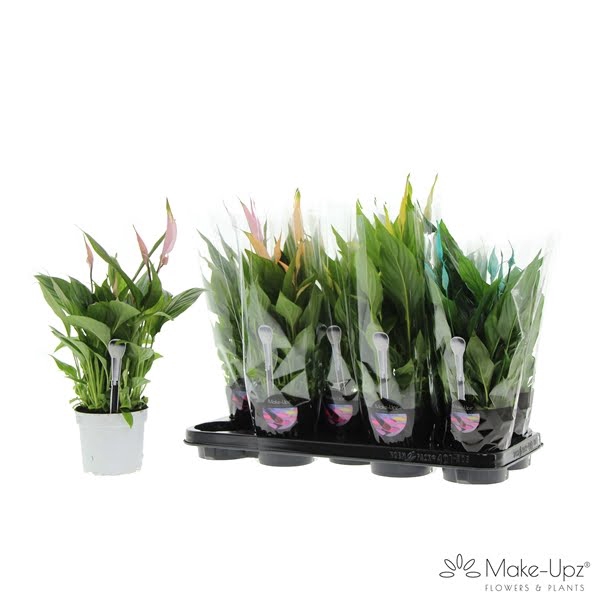 <h4>Spathiphyllum 13 cm Bellini Make Upz Tropical mix</h4>