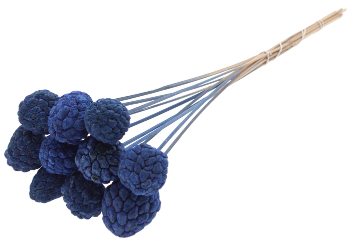 Atta Fruit on stem Intense Blue
