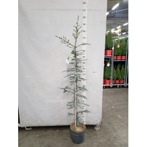 Cedrus libani 'Glauca'