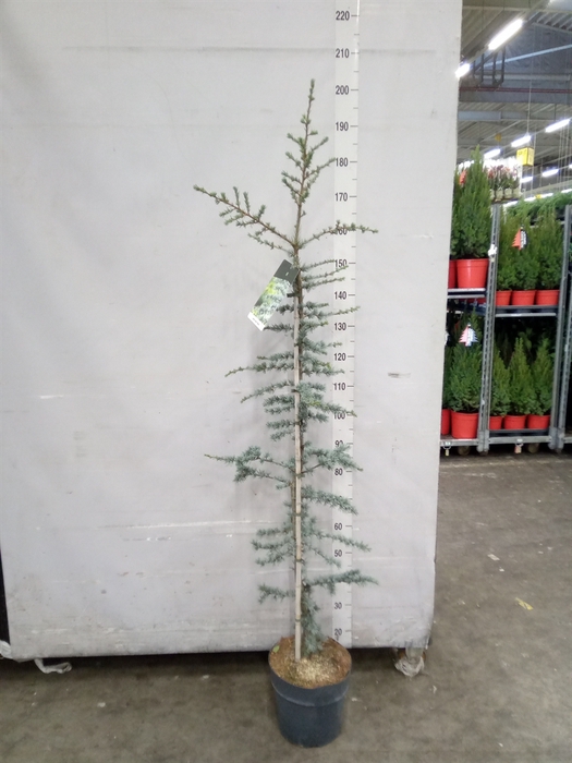 <h4>Cedrus libani 'Glauca'</h4>