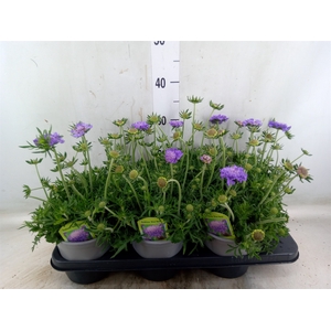 Scabiosa columb. 'Blue Eyes'