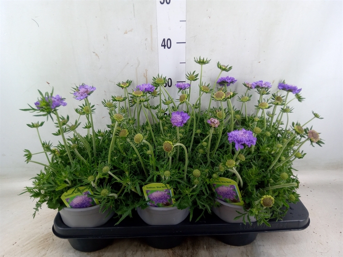 <h4>Scabiosa columb. 'Blue Eyes'</h4>