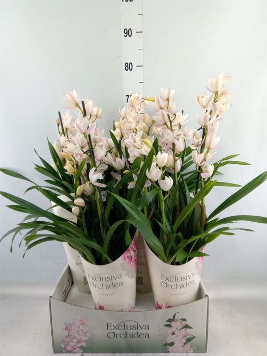 <h4>Cymbidium   ...</h4>