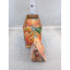 Tulipa   ...flowerbulbs