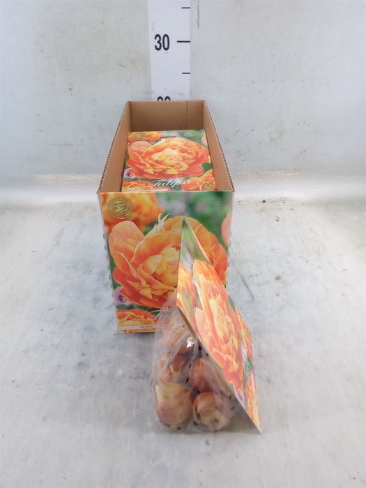 <h4>Tulipa   ...flowerbulbs</h4>