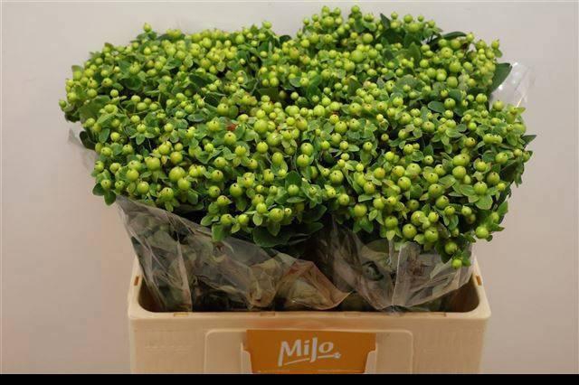 <h4>HYP MAG GREEN POWER</h4>