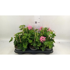 Pelargonium pelt. 'Balkon Lila'