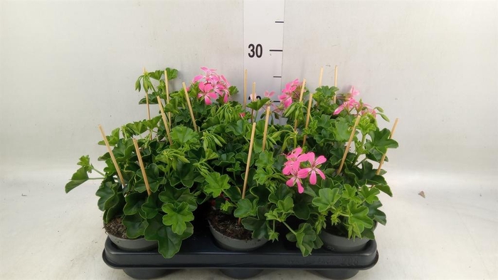 <h4>Pelargonium pelt. 'Balkon Lila'</h4>
