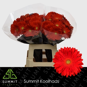 Gerbera Red Explosion Lang Gelijk 56cm Water x40