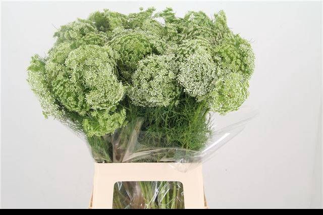 <h4>Ammi Casablanca Sawa Farms</h4>