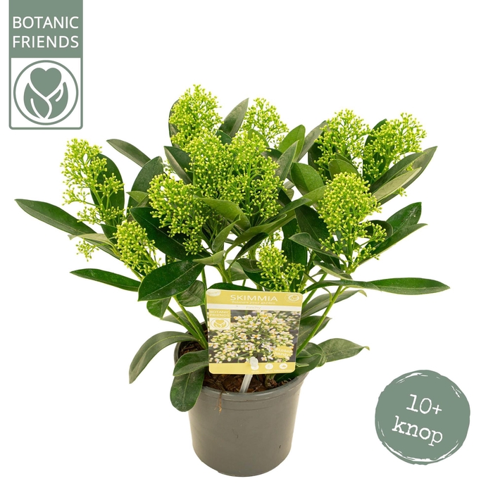 <h4>Skimmia japonica 'Finchy' 10+bloem</h4>