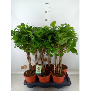 Ficus microcarpa 'Moclame'