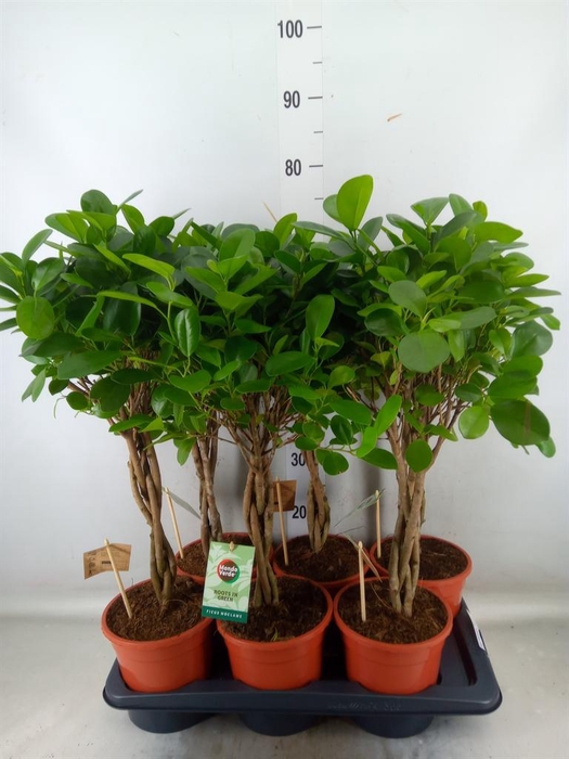 <h4>Ficus microcarpa 'Moclame'</h4>