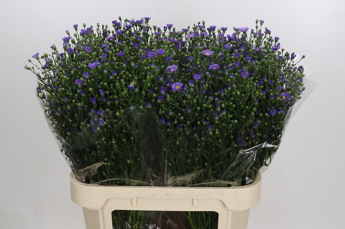 <h4>Aster Casamare</h4>