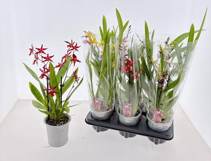 <h4>ORCHIDEEEN GEM</h4>