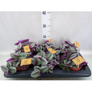 Tradescantia albif. 'Nanouk'