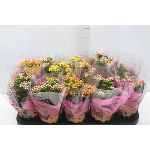 KALANCHOE P11 BICOLOR