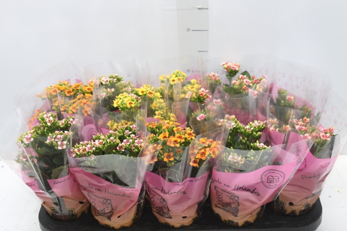 <h4>KALANCHOE P11 BICOLOR</h4>