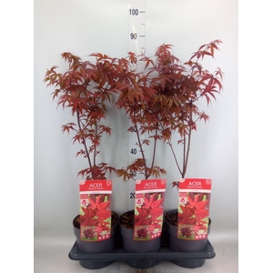 Acer palmatum