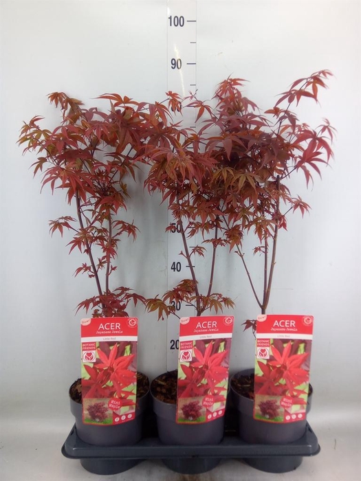 <h4>Acer palmatum</h4>