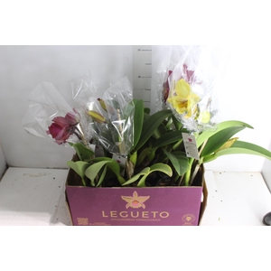 ORQ. CATTLEYA 1 FL P15 MIN 1 FL