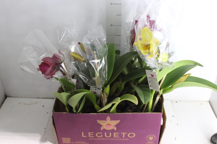<h4>ORQ. CATTLEYA 1 FL P15 MIN 1 FL</h4>