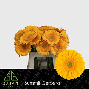 Gerbera Submarine Lang Gelijk 56cm Water x40