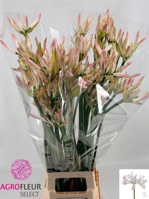<h4>Nerine Bo Bicolor Bionce</h4>
