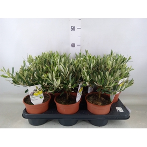 Olea europaea