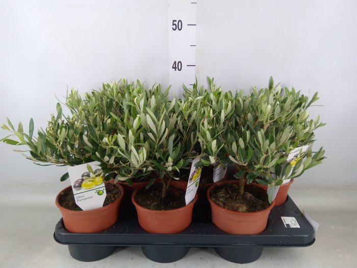 <h4>Olea europaea</h4>
