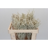 Amaranthus Yearming Desert