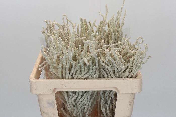 <h4>Amaranthus Yearming Desert</h4>