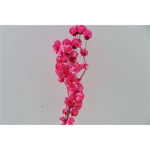 Dried Artz Bougainvillea Rembrandt Bunch Slv