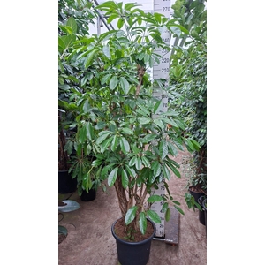 Schefflera actin. 'Amate'
