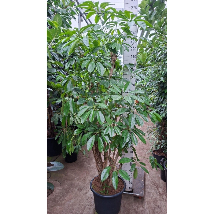 <h4>Schefflera actin. 'Amate'</h4>