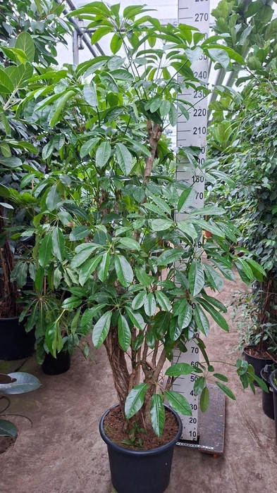 Schefflera actin. 'Amate'