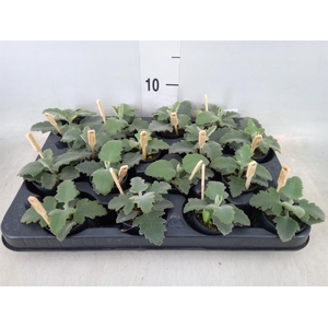 Kalanchoe NF beharensis