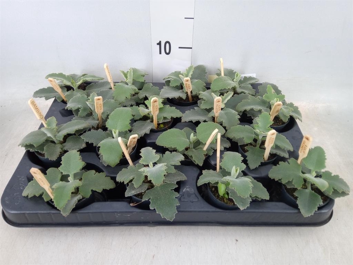 <h4>Kalanchoe NF beharensis</h4>