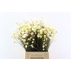 Kaaps Cape Snow Yellow P Bunch