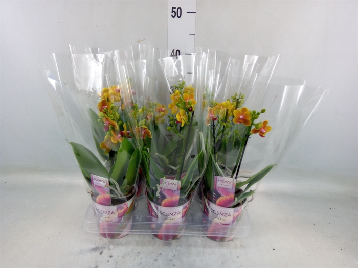 <h4>Phalaenopsis multi.   ...orange</h4>