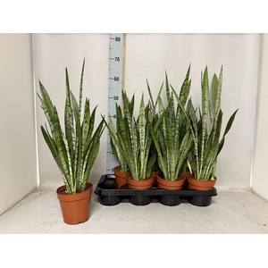 SANSEV TRIFASCIA  OV