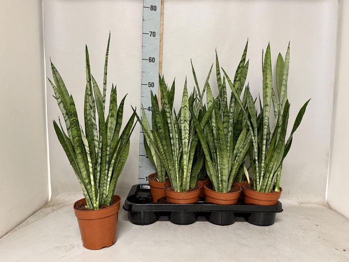 <h4>SANSEV TRIFASCIA  OV</h4>