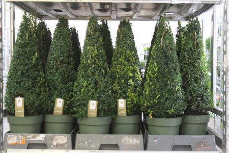 <h4>Buxu Sempervirens ** Pyramide 80cm **</h4>