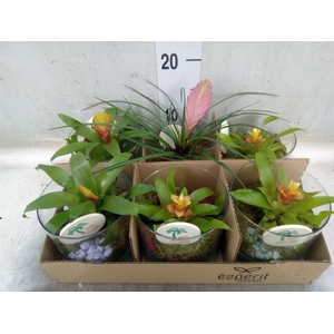 Arr.   Planten L%