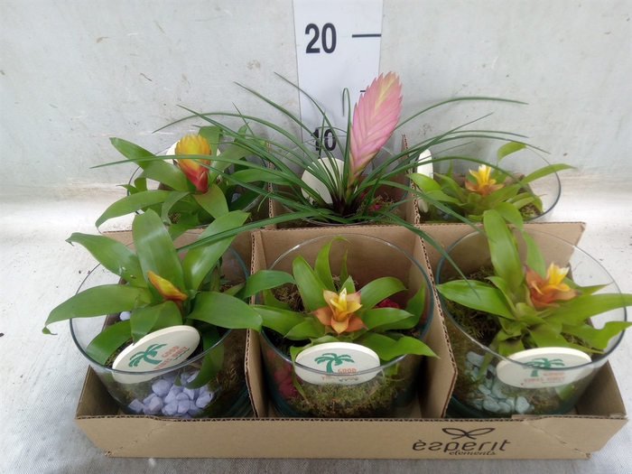 <h4>Arr.   Planten L%</h4>