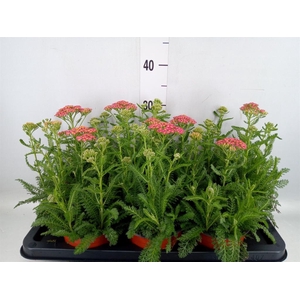 Achillea   ...