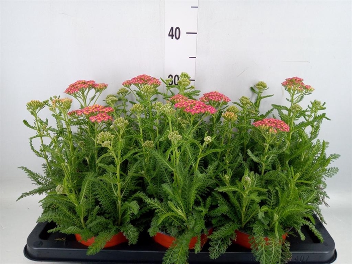 <h4>Achillea   ...</h4>