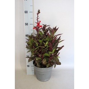 vaste planten 19 cm  Lobelia speciosa F1 Fan Scarlet Bronze