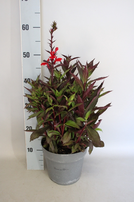 <h4>vaste planten 19 cm  Lobelia speciosa F1 Fan Scarlet Bronze</h4>